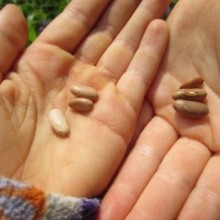 Seed in Hands